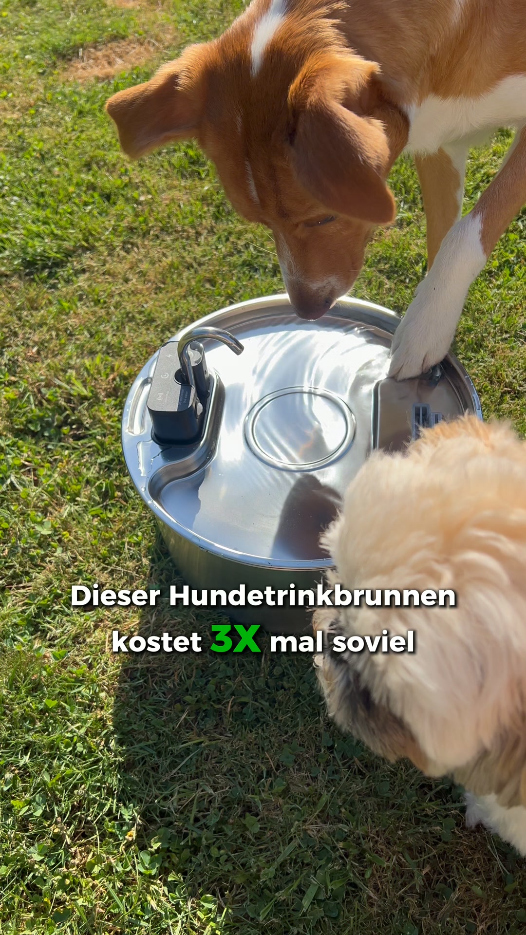 Verdient dein Hund nicht das Beste?