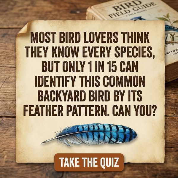Name That American Bird