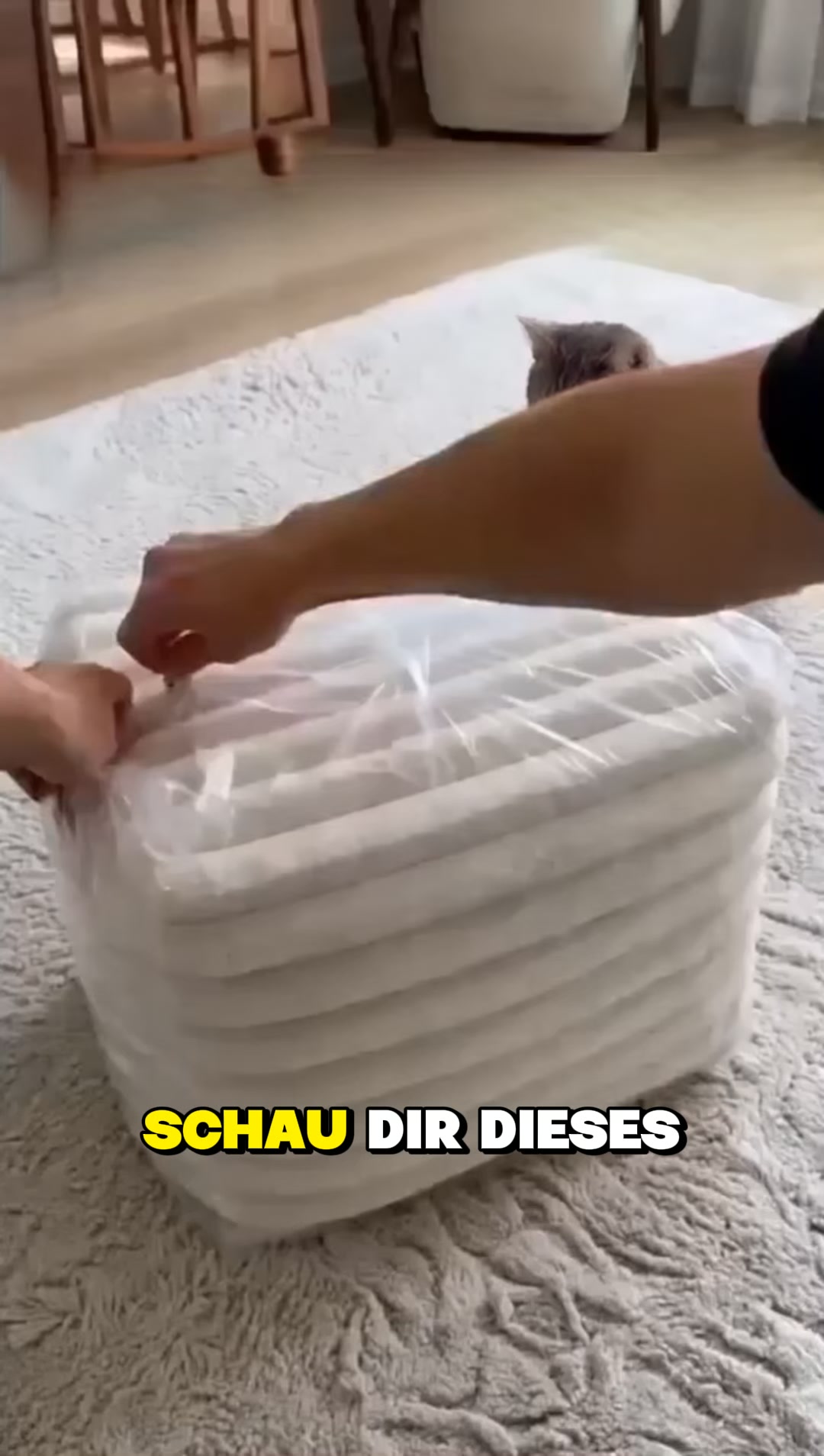 #1 Cat Sofa Bed