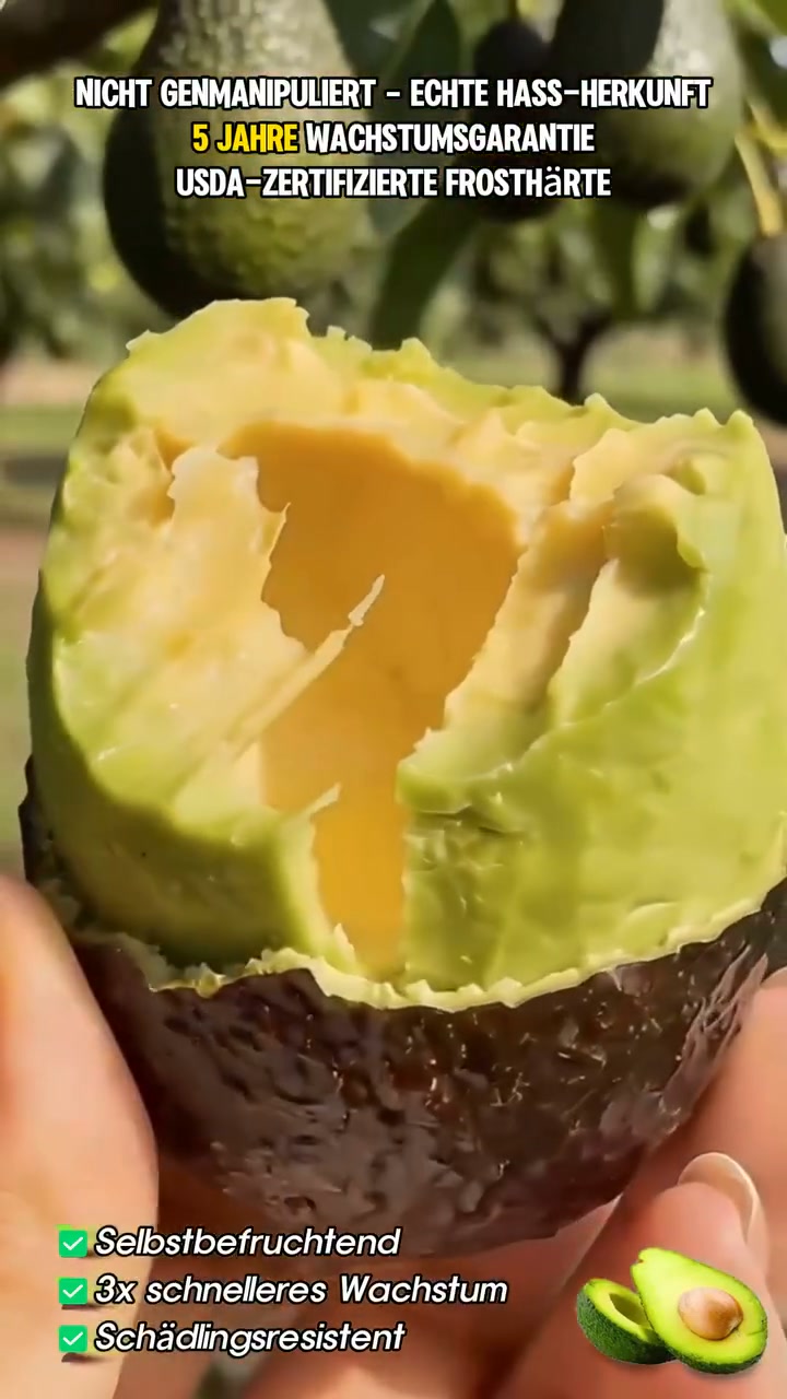 Avocado vom eigenen Balkon? Diese Setzlinge machen’s möglich.