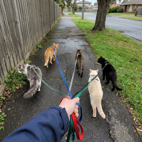 One Family's Cats Always Lived Past 17...