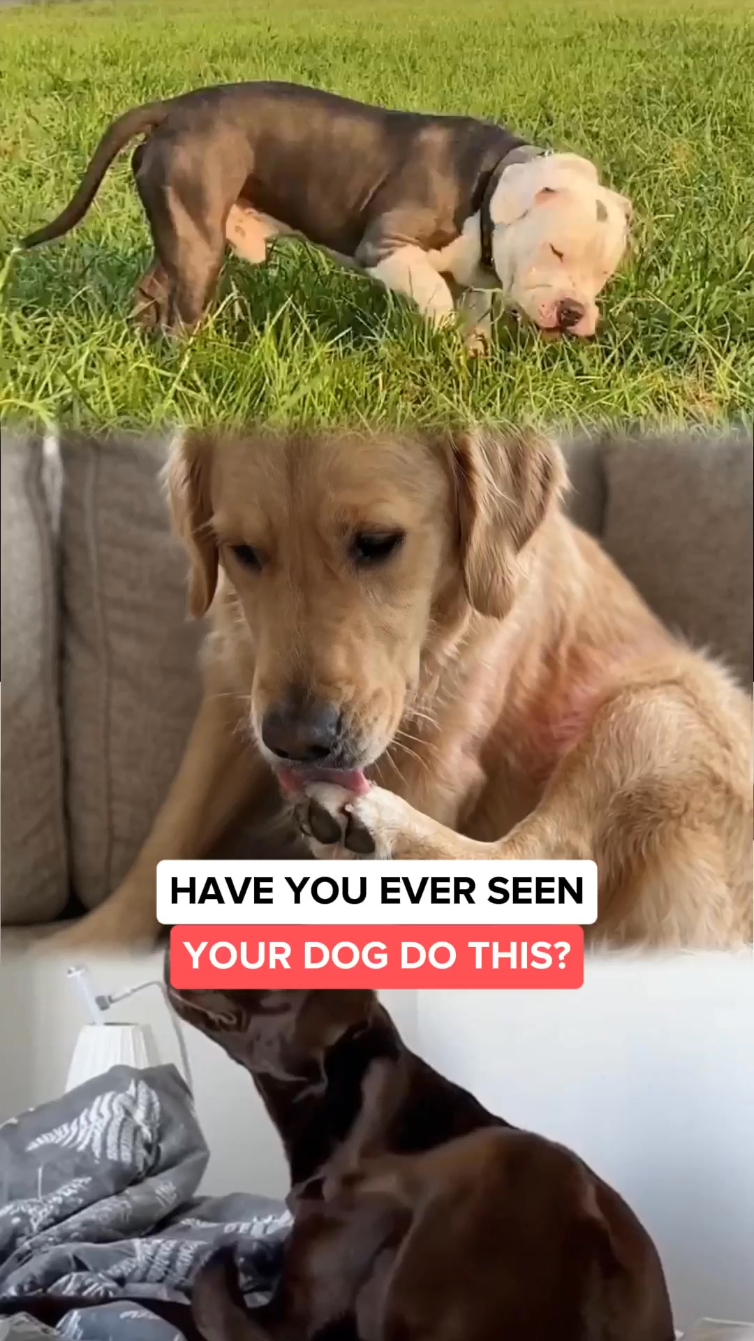 Boost Your Dog's Health Today!