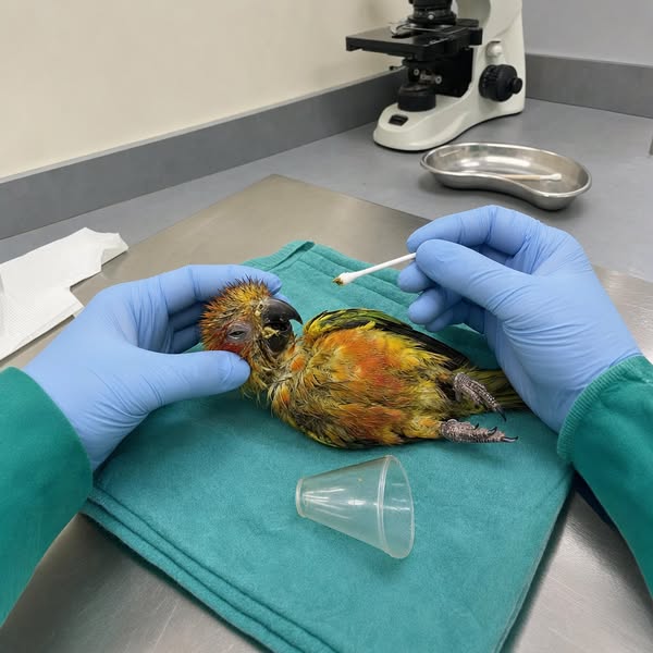Nobody Tells Parrot Parents This
