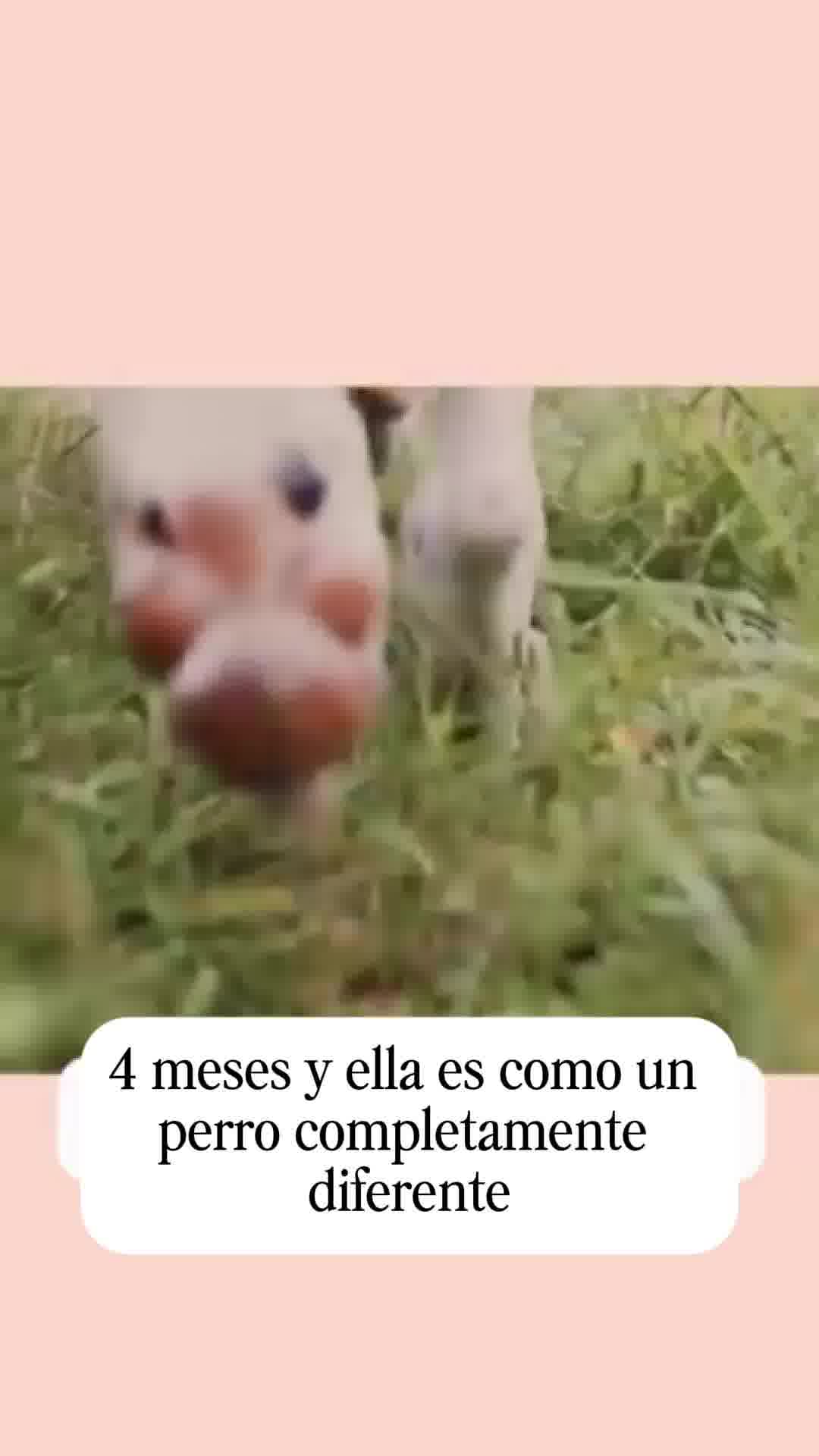 Adiós al picor de tu mascota.
