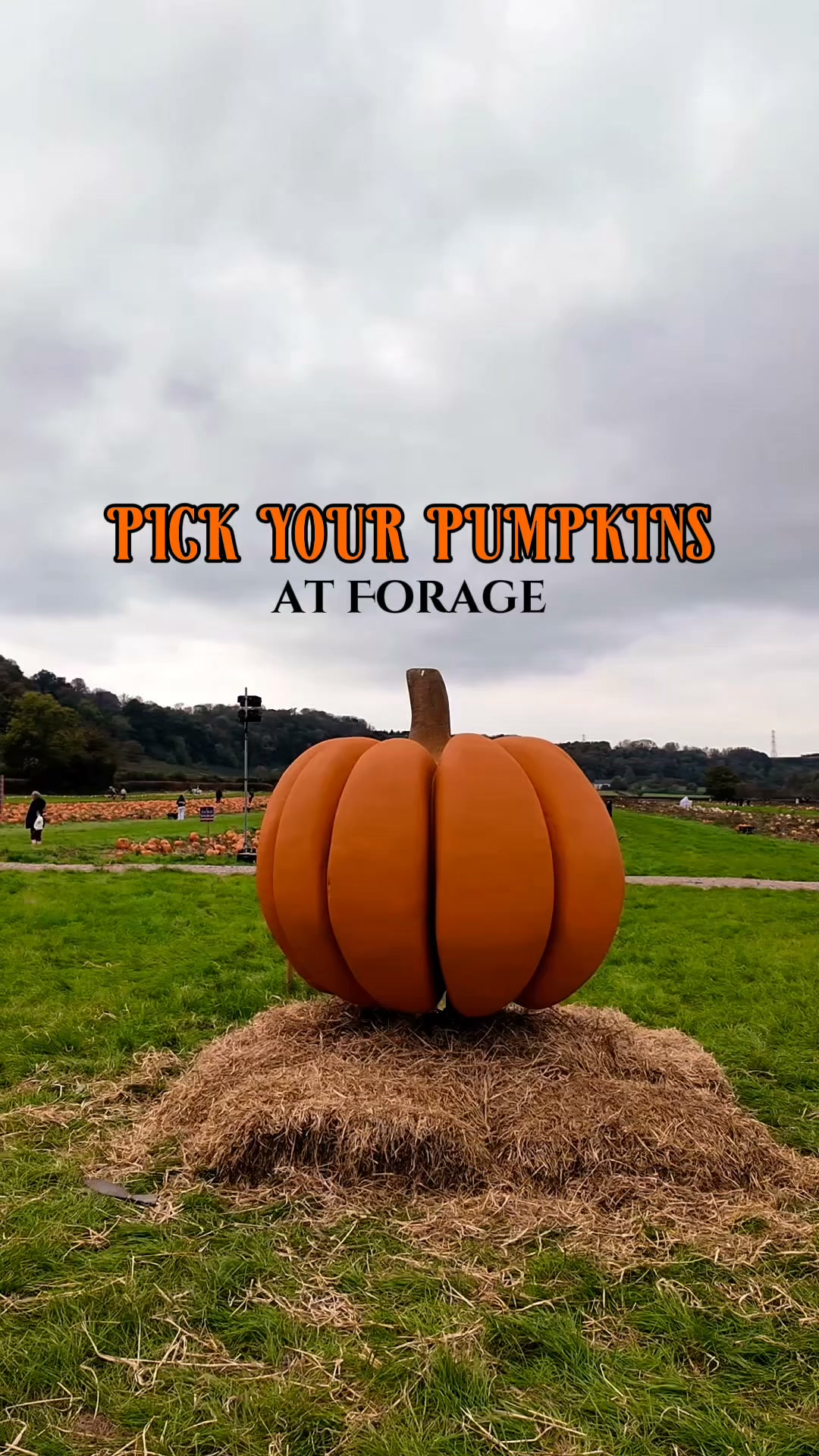 Pick Your Own Pumpkins