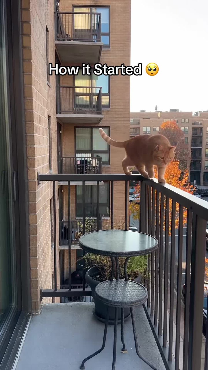Rolling Outdoor Cat Ball Enclosure