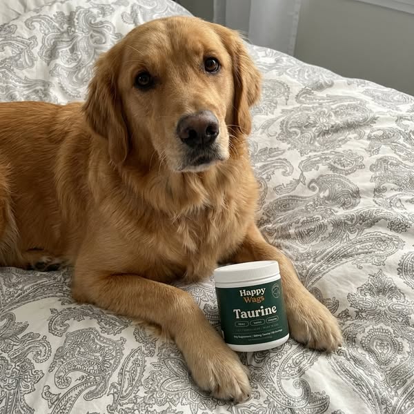 This changed the course of my dogs life..