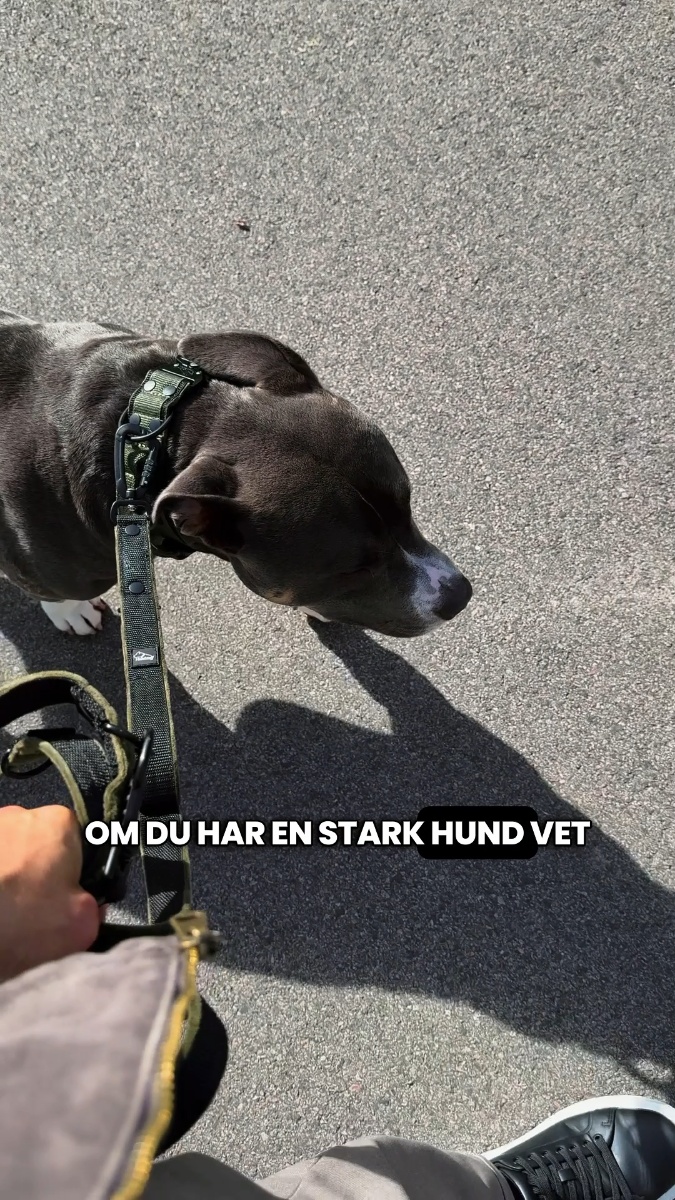 Valt av över 100 000 hundägare