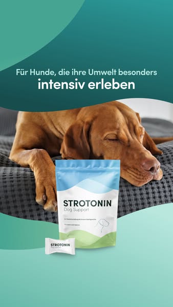 Entspannung für Hunde