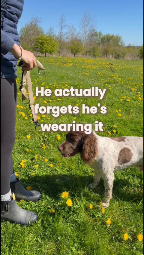 The harness they don't fight