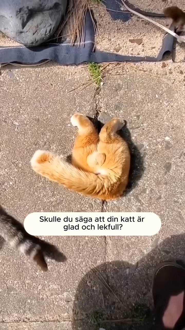 Fri frakt + 200 kr rabatt