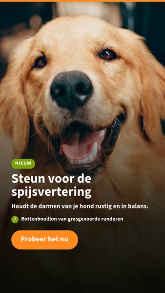 Geef je hond een gezonde boost