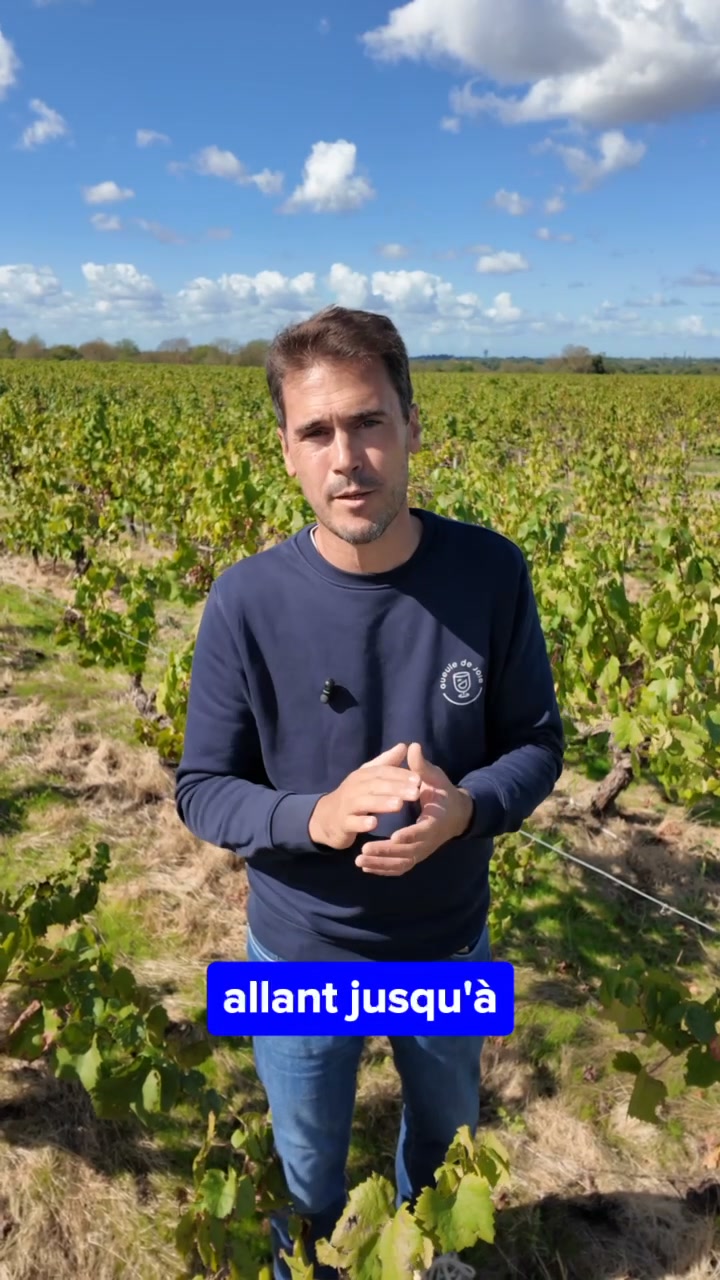 Découvrez le vin sans alcool