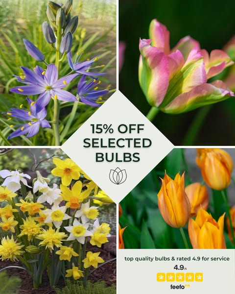 Special Offer: 15% off