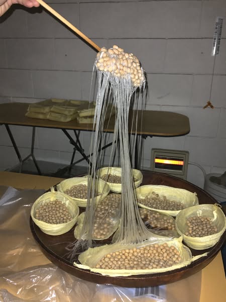 Discover The Power of Natto Today!