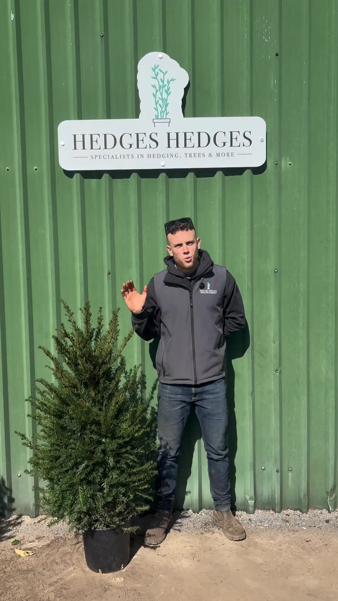 Classic Formal Hedging With English Yew