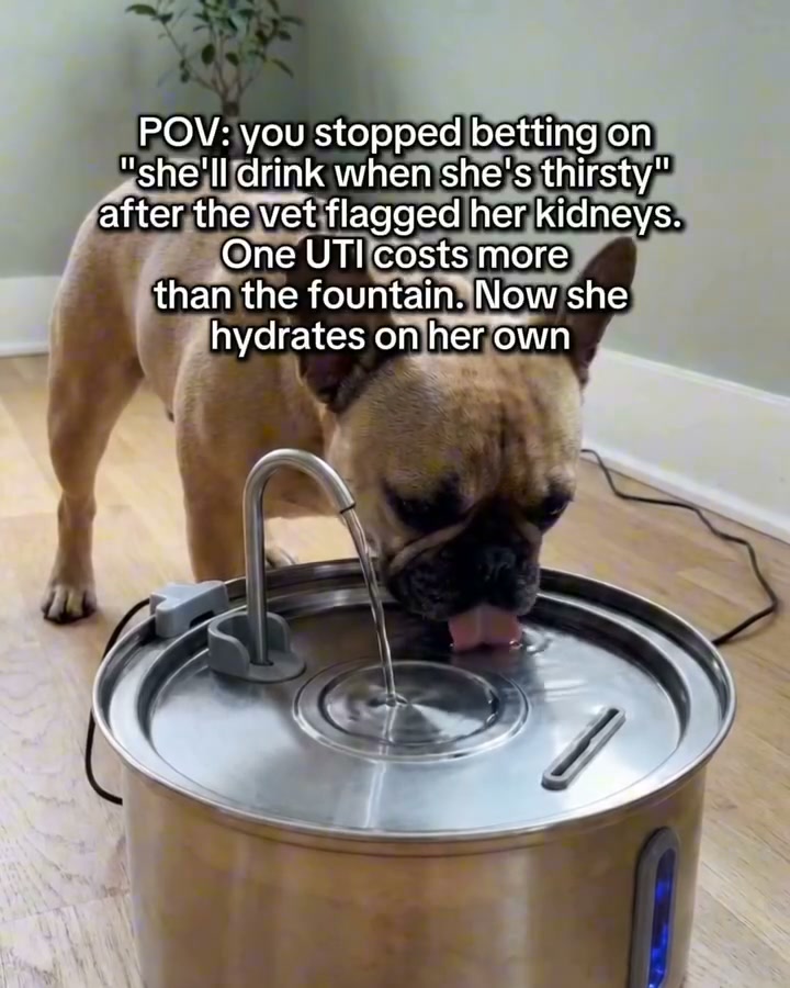 Flowing Water. Fewer Vet Bills. Happier Pets.