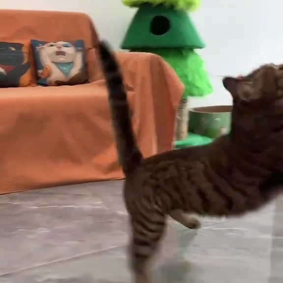 Wild About This Toy? Let's Play!