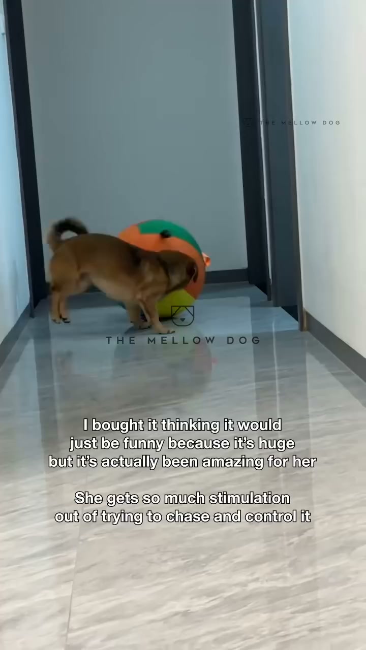 Watch your dog play like they've never played before