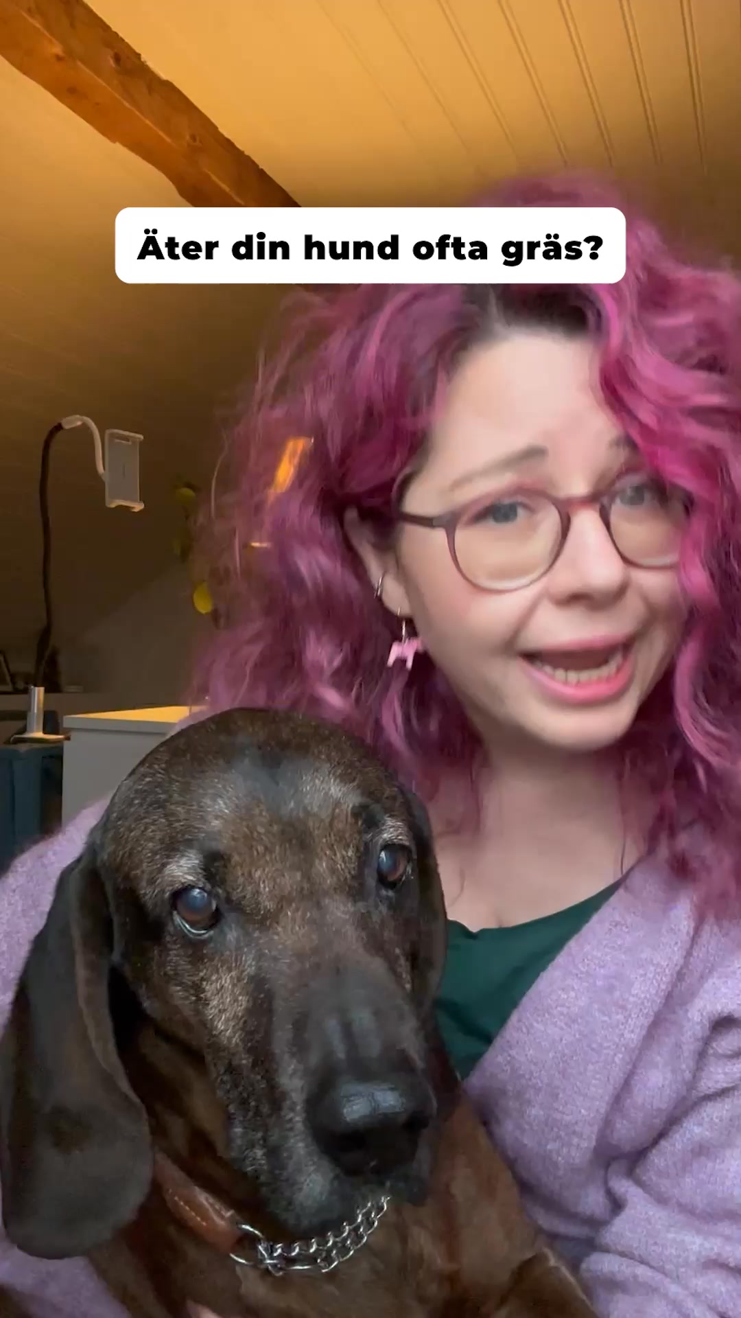 Varför din hund börjar klia sig varje vår (och hur du enkelt hjälper den).