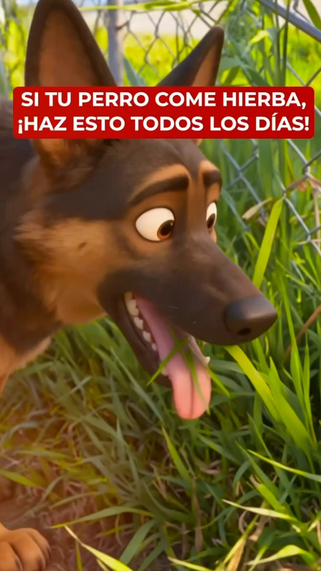+50.000 perros ya lo usan