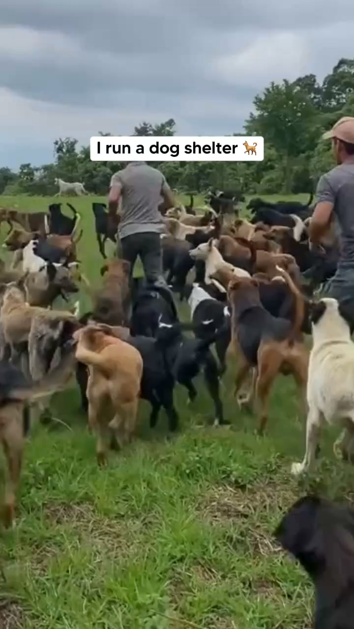 Why We Trash These Chews