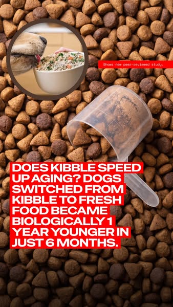 If your dog does this after eating, it's not the food