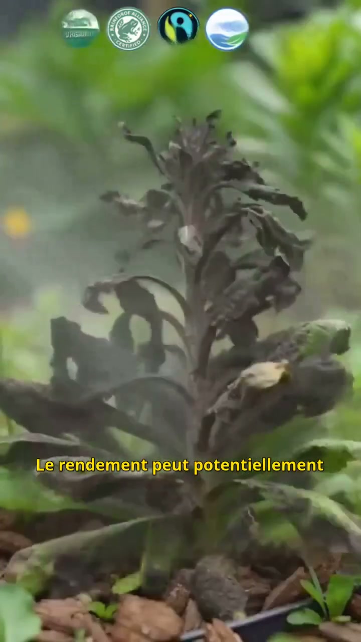 Désherbant sûr pour vos animaux de compagnie