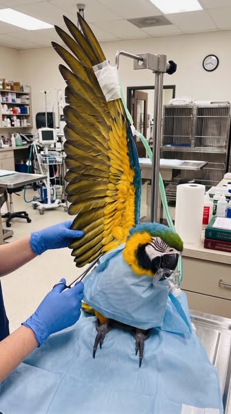 #1 Parrot Parent Mistake