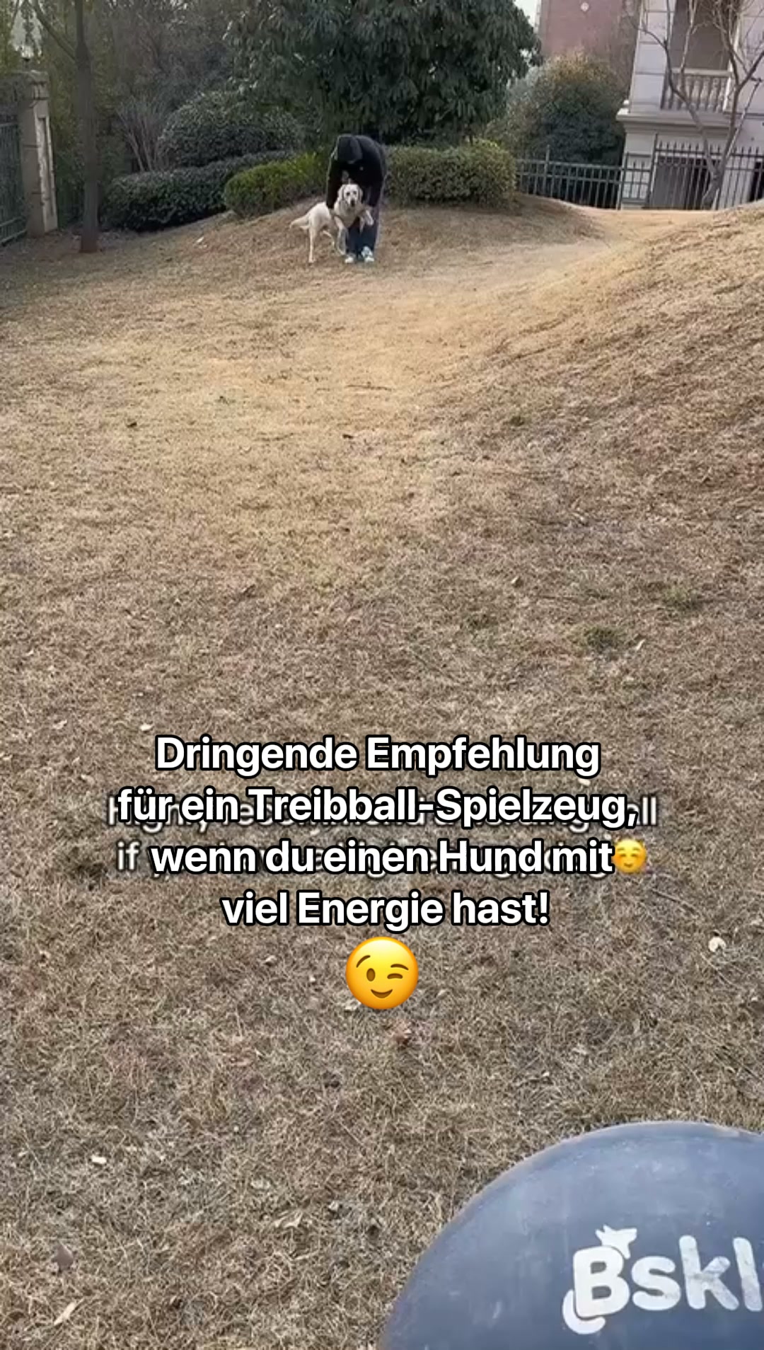 #1 Hunde Treibball