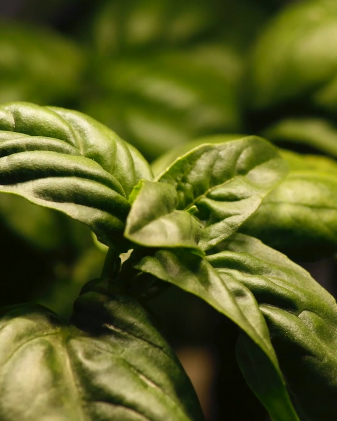 The Scandinavian indoor smart garden