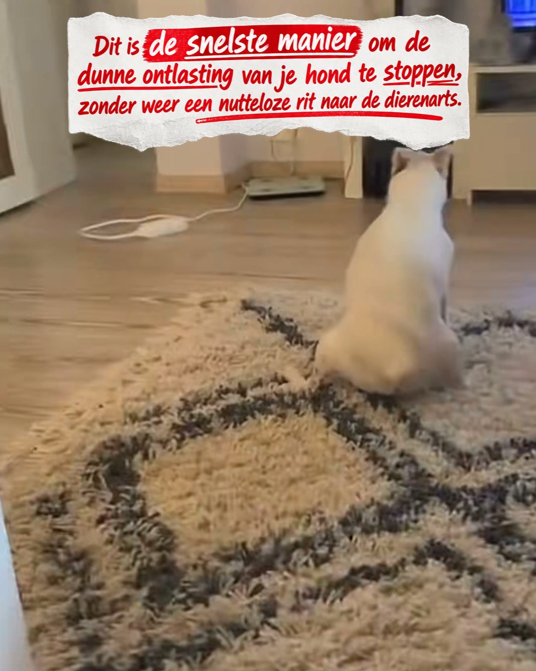 Zo stop je de dunne ontlasting van je hond