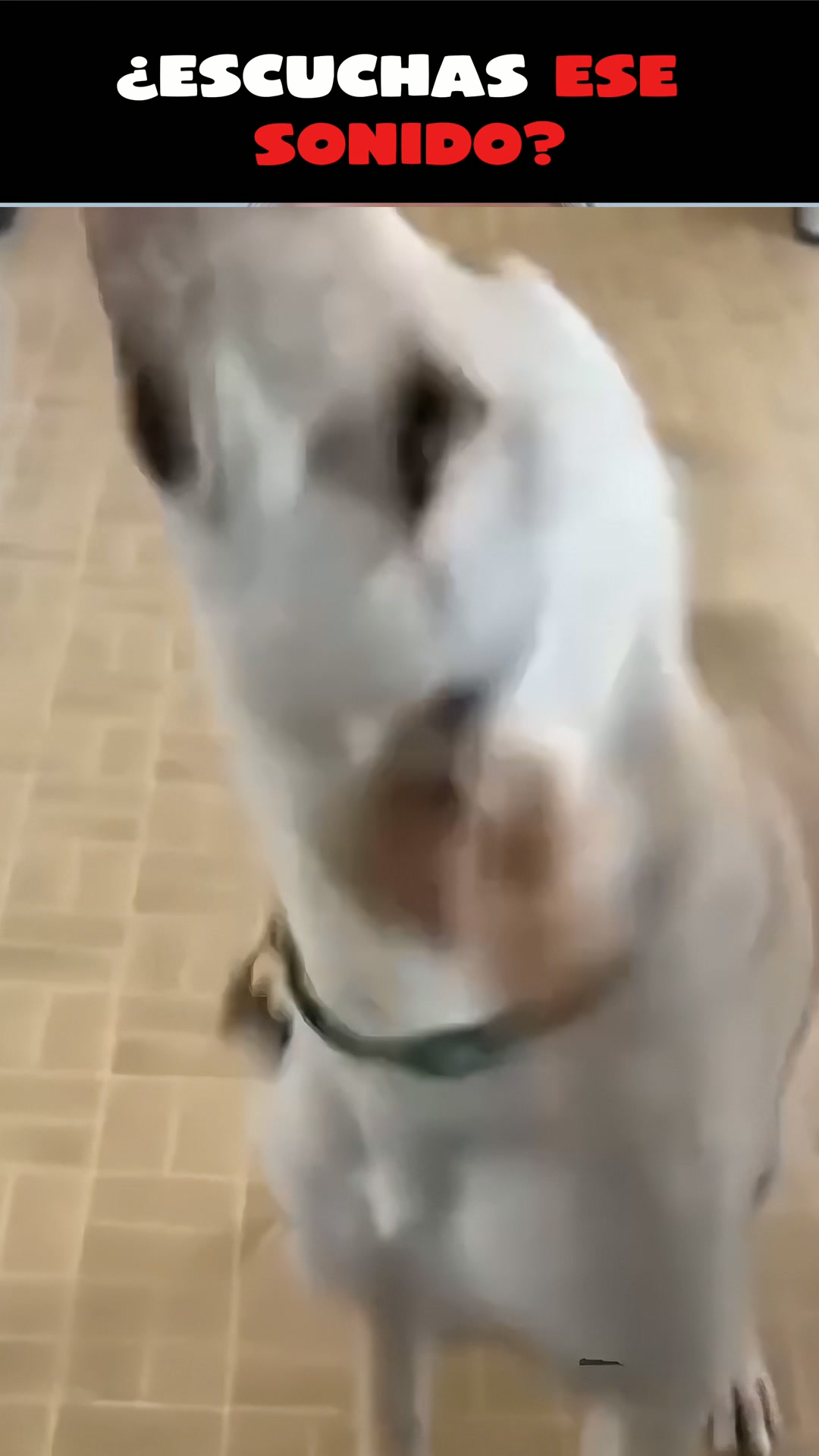 En Peludos, la salud de tu perro está en buenas manos