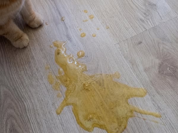 Warum der Säureblocker nichts gemacht hat