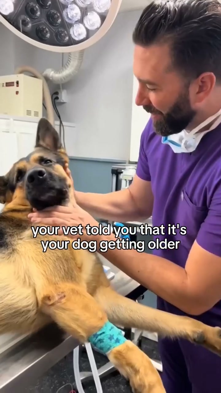 Give Your Dog a Bug- Free Life