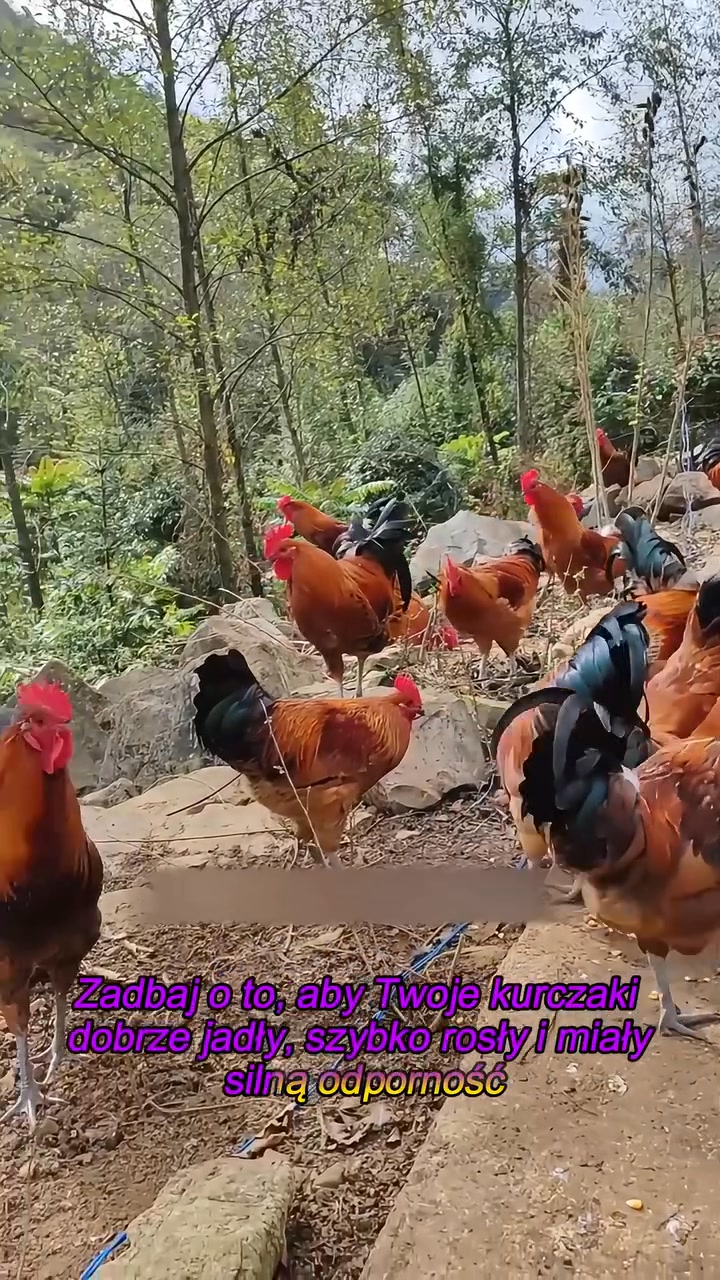 Portes grátisPagamento na entrega