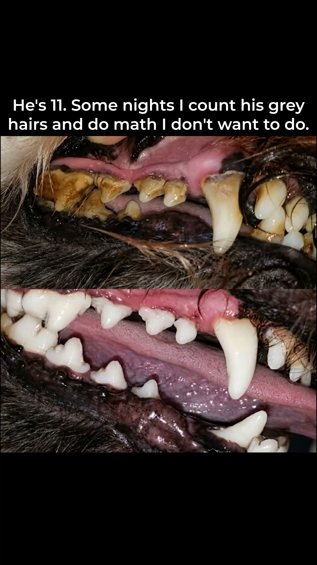 The Shocking Truth About Dog Breath