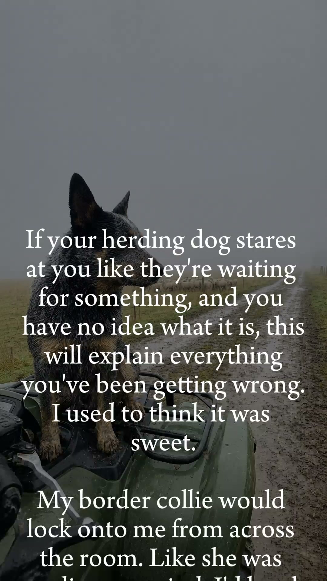 The One Thing Your Dog Actually Needs