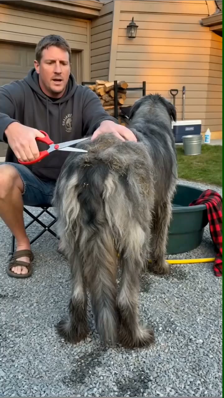 Professional Deshedding Tool