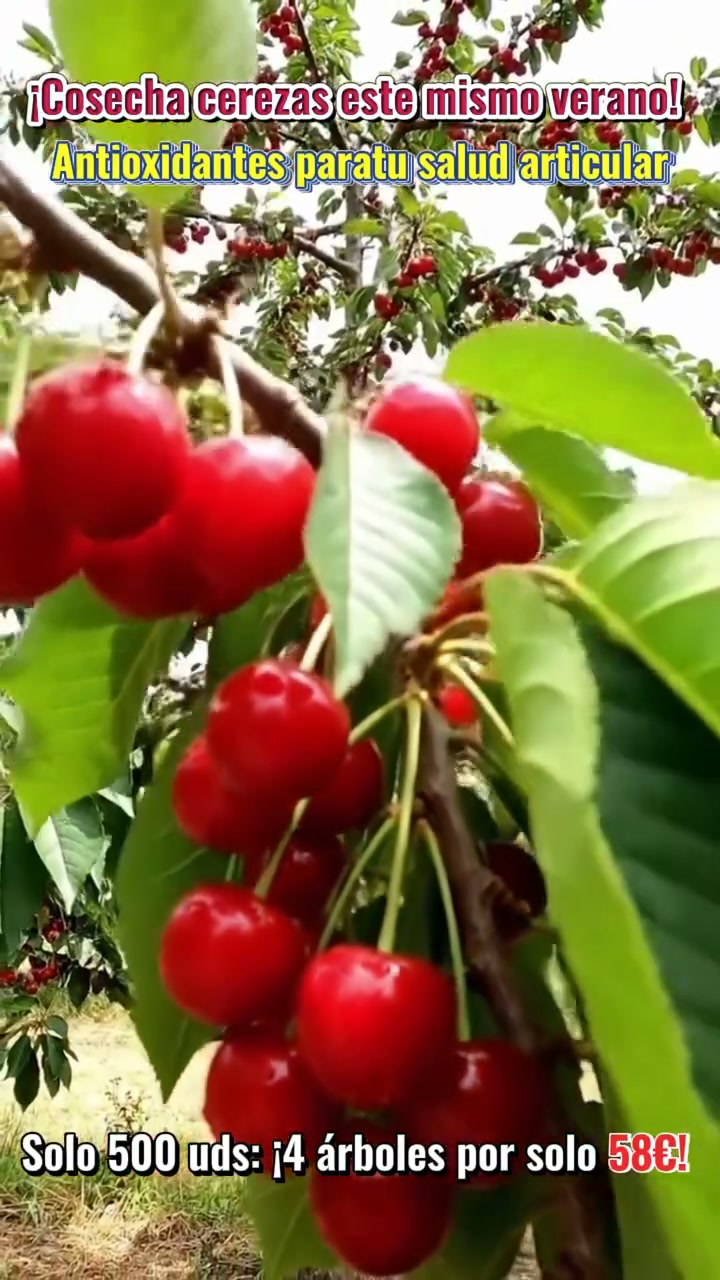 Anúncio de Gadgentnoteapp1