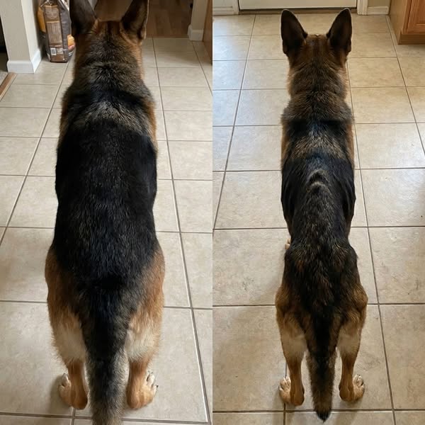 What vets aren’t telling you about your dog’s back legs