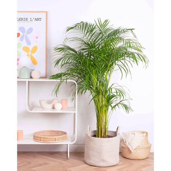 Areca Palm