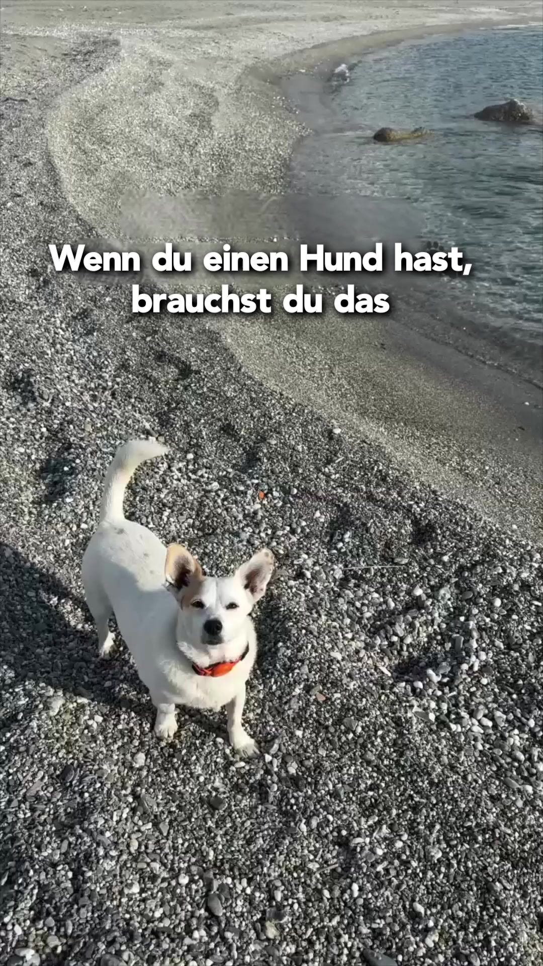 #1 Hunde Flasche