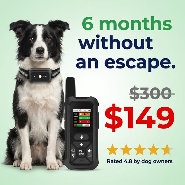 How Dog Trainers Handle Escape Artists