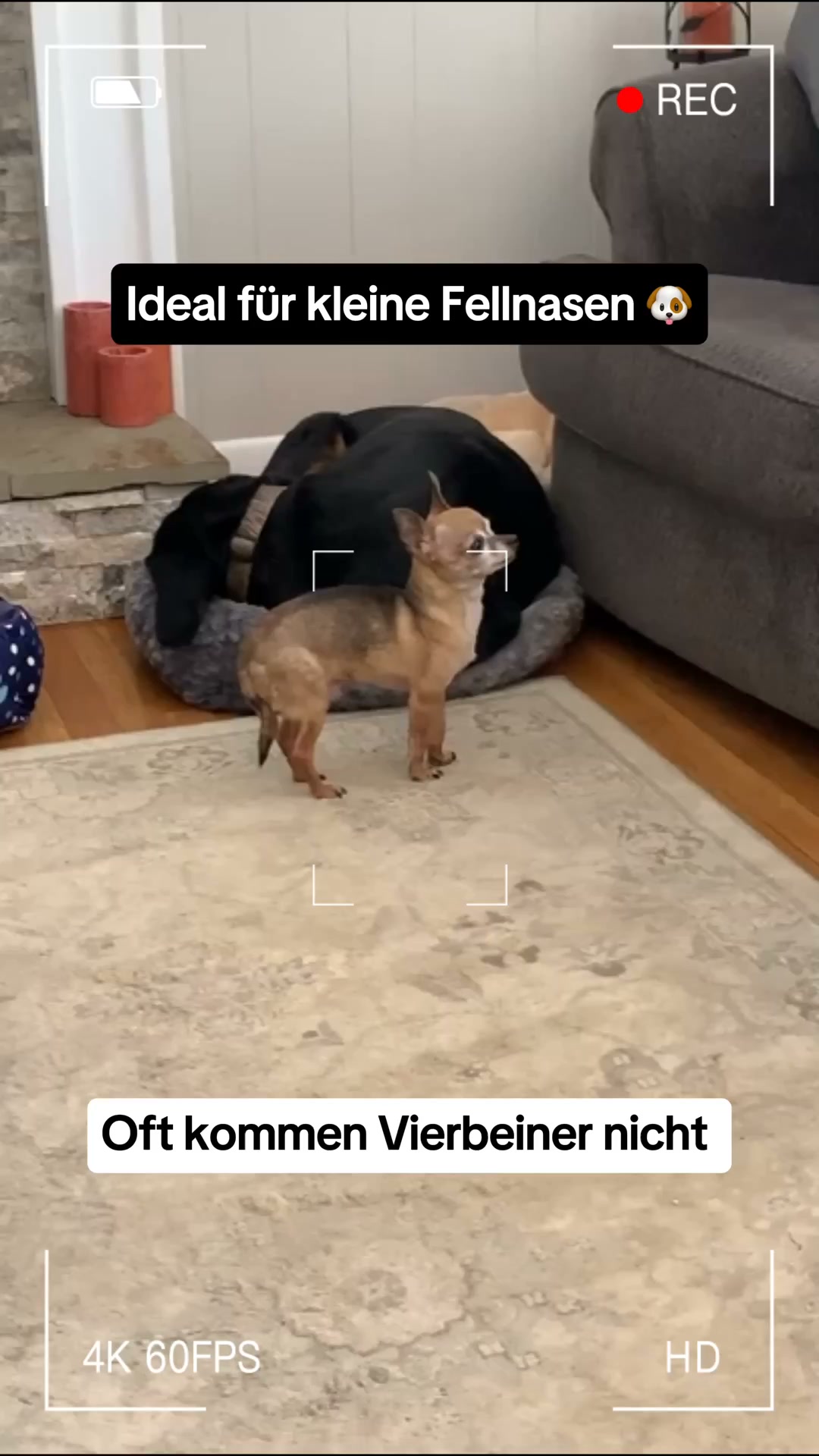 Von Tierärzten empfohlen