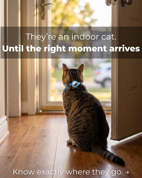 They're an indoor cat. Until the right moment arrives.