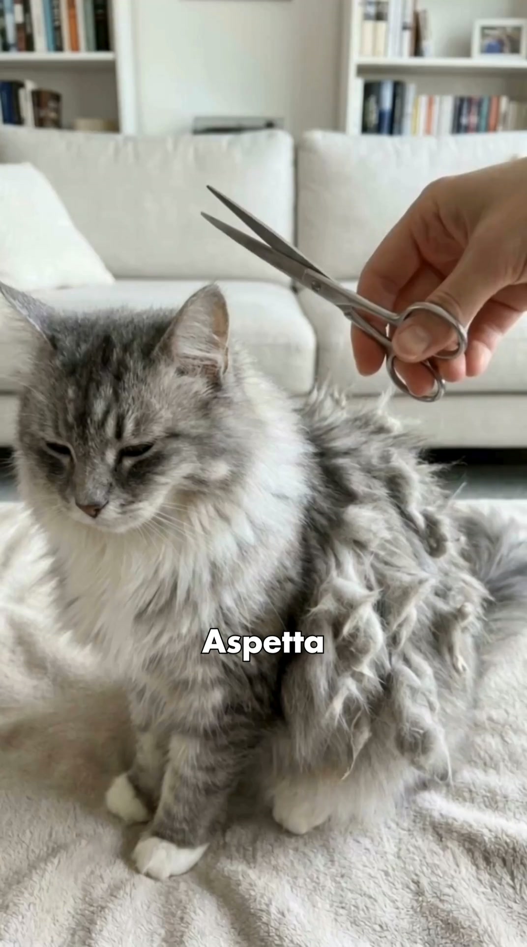 Basta forbici e strappi | Toelettatura sicura per gatti