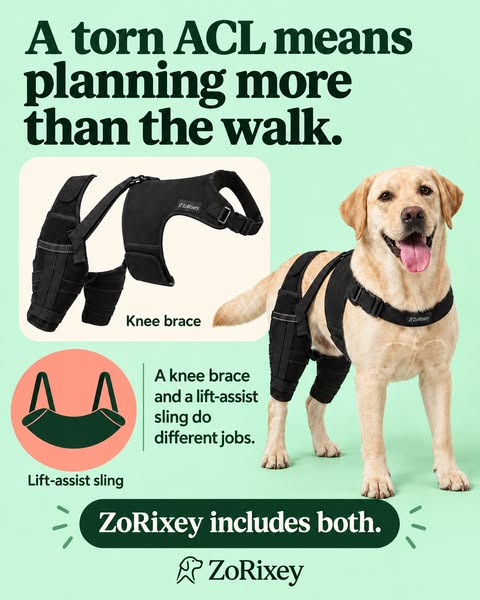 Your Dog's ACL Care Starts at Home