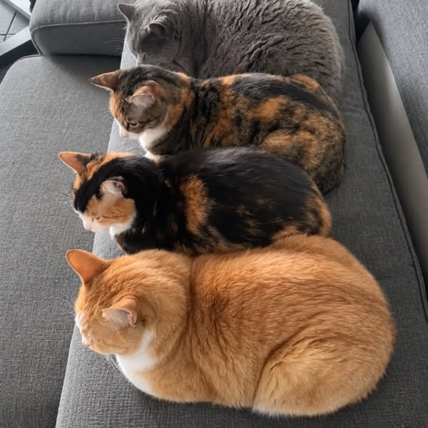 Read This Before You Separate Your Cats For Good