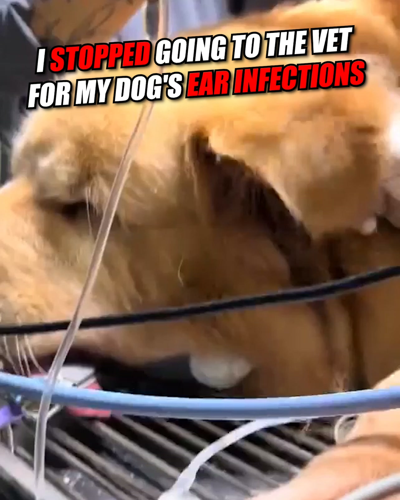 Why Max’s Ear Problems Kept Coming Back Every 6 Weeks